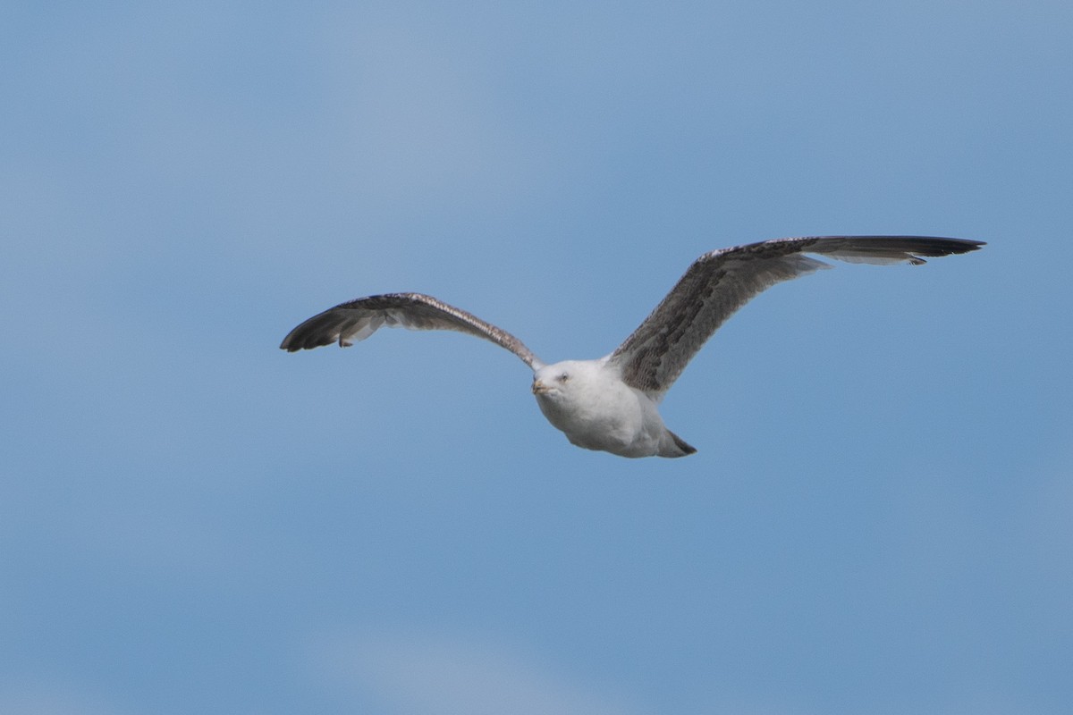 Larus sp. - ML462642221