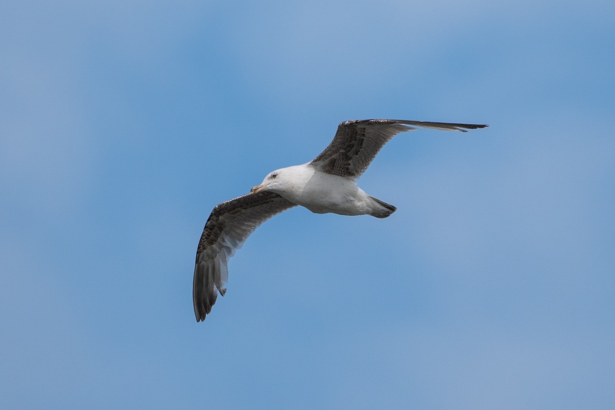 Larus sp. - ML462642241