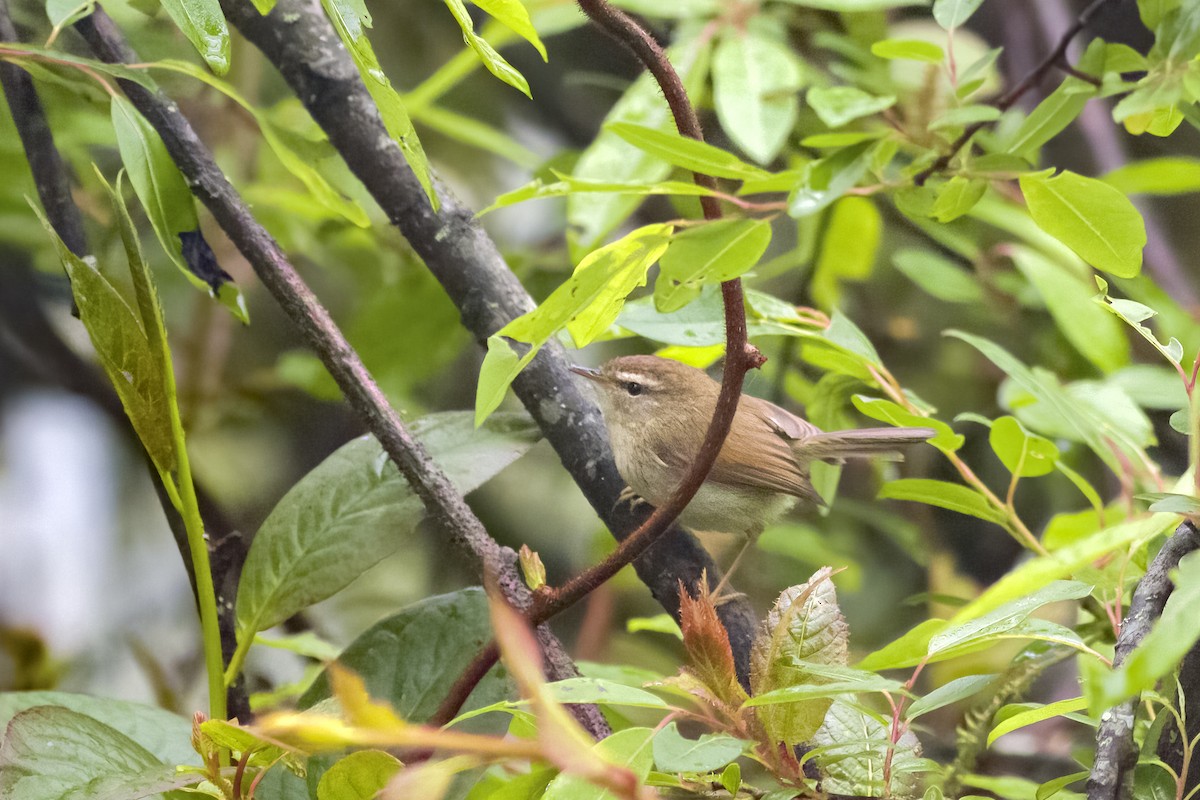 Hume's Bush Warbler - ML462643701