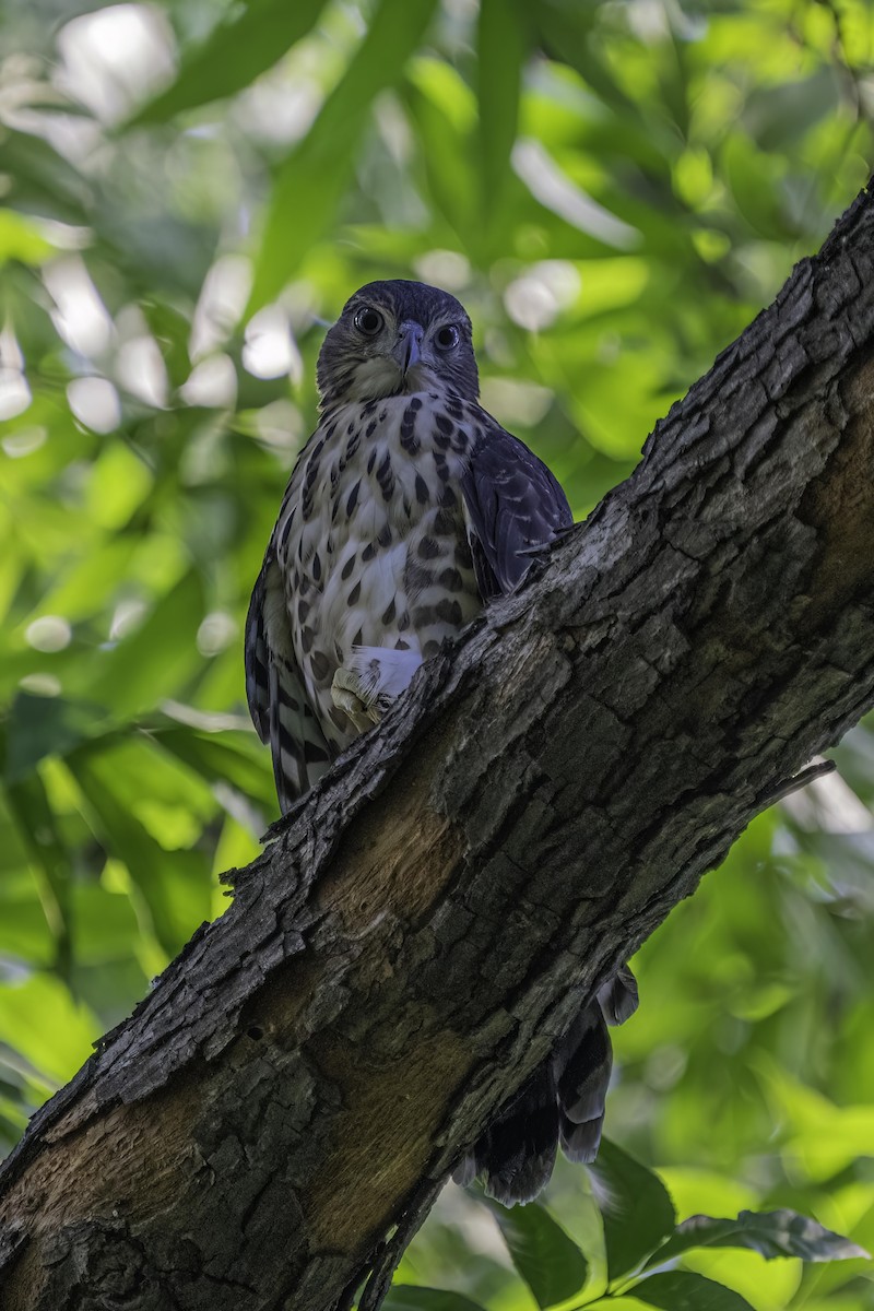 Crested Goshawk - ML462644001