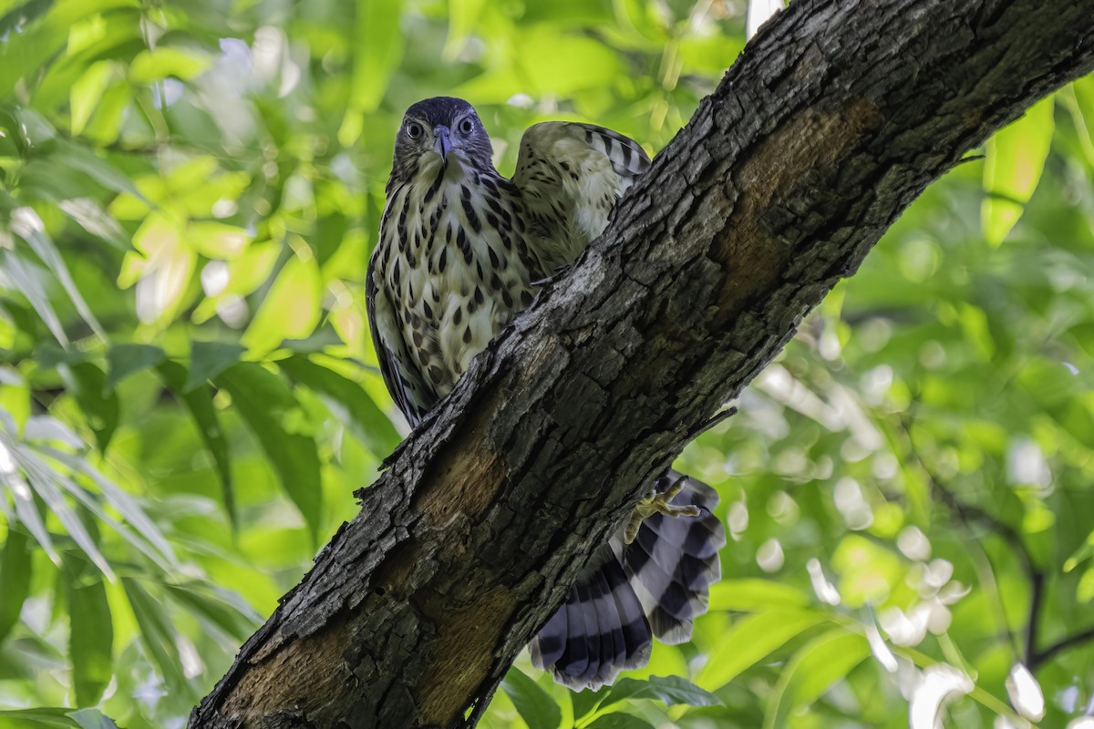 Crested Goshawk - ML462644051