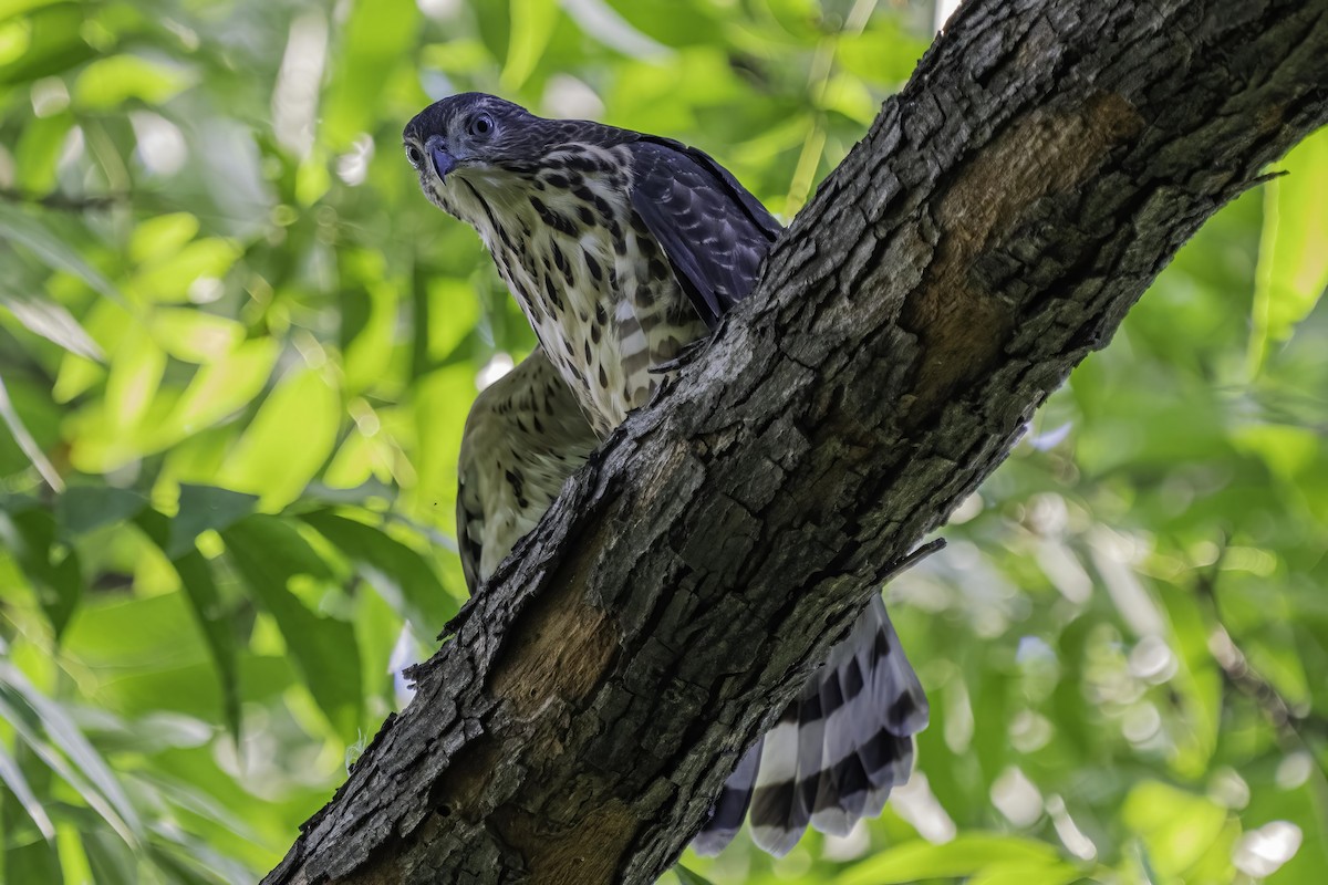 Crested Goshawk - ML462644371