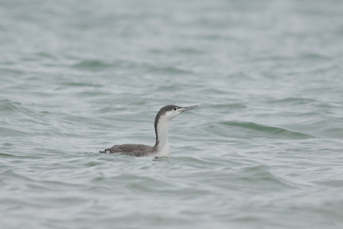 Red-throated Loon - Jonathan Eckerson