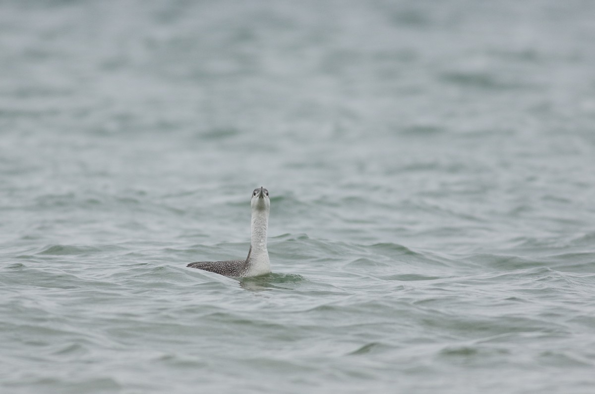 Red-throated Loon - Jonathan Eckerson