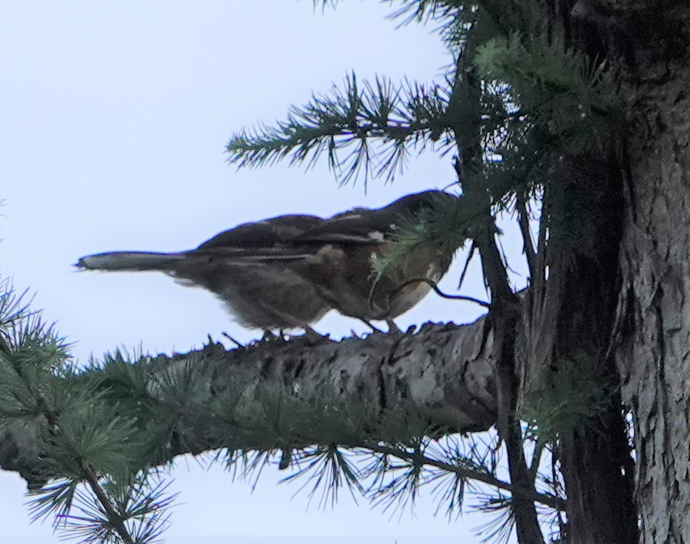 Eastern Towhee - ML462644921