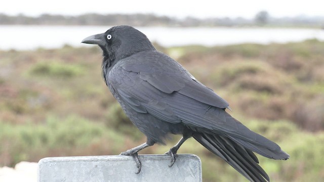 Australian Raven - ML462645381