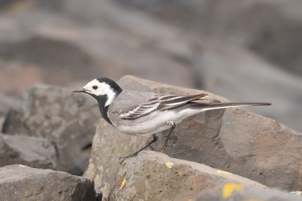 White Wagtail - ML462645401