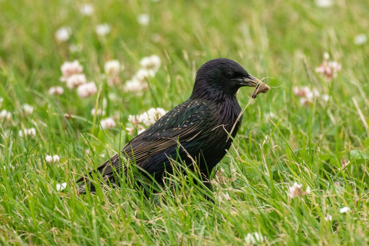 European Starling - ML462645751