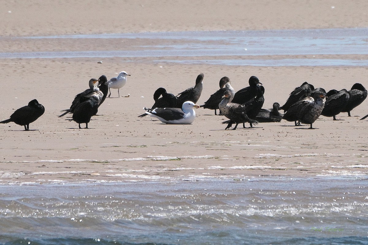 Great Black-backed Gull - ML462645771