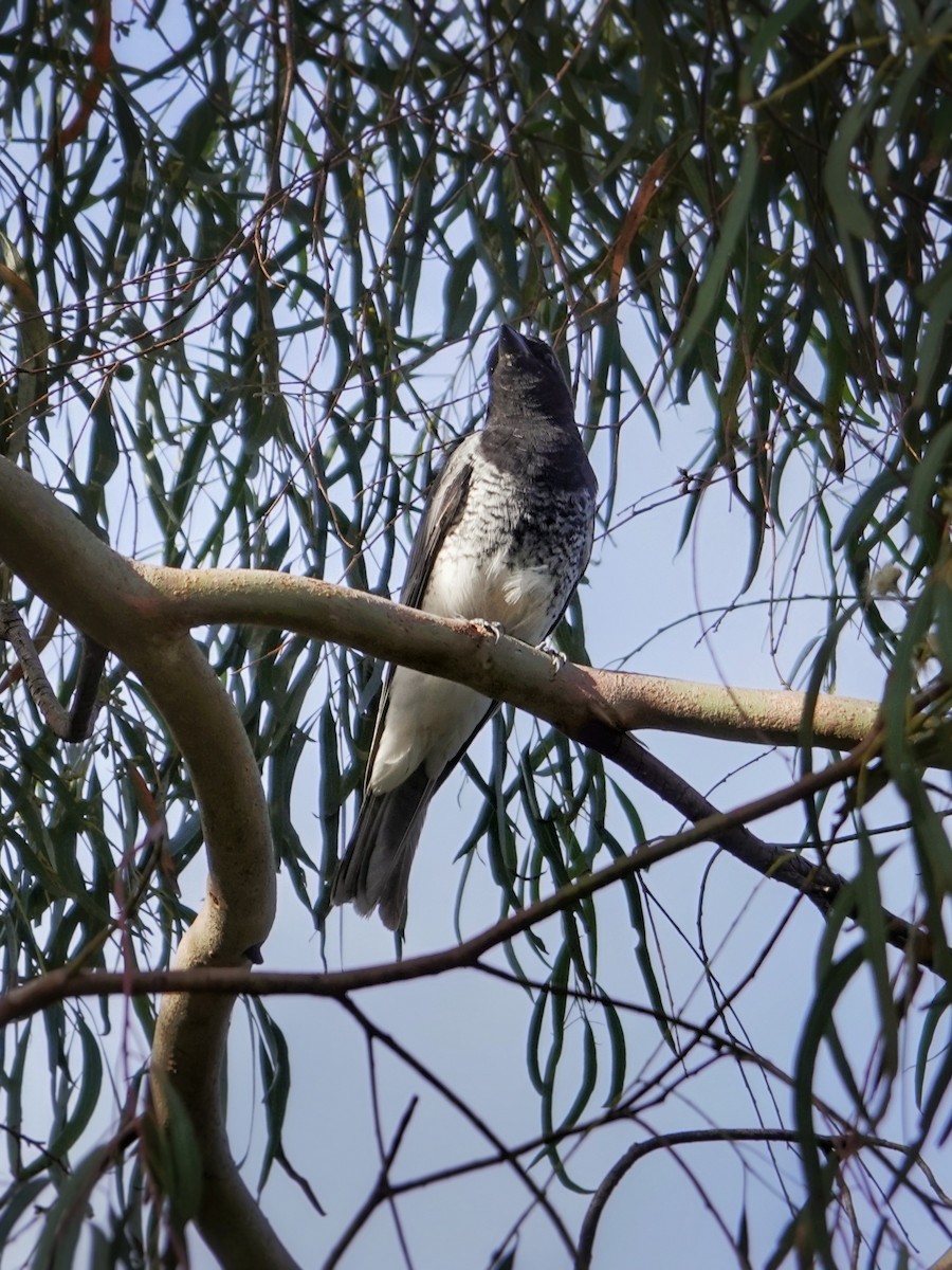 White-bellied Cuckooshrike - ML462645821