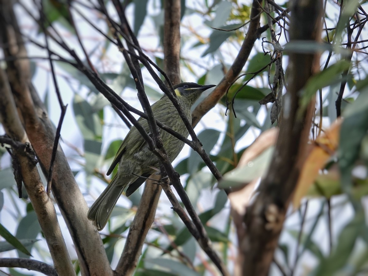 Lewin's Honeyeater - ML462645991