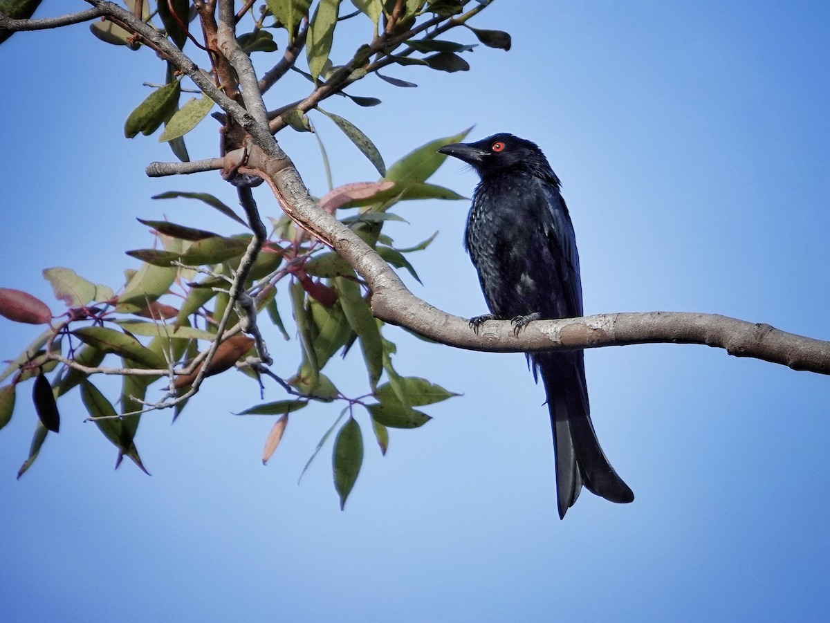 Spangled Drongo - ML462646181