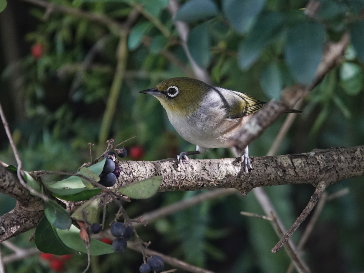 Silvereye - ML462646271