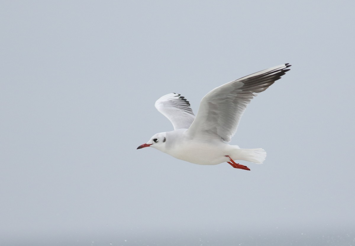 Black-headed Gull - ML46264701