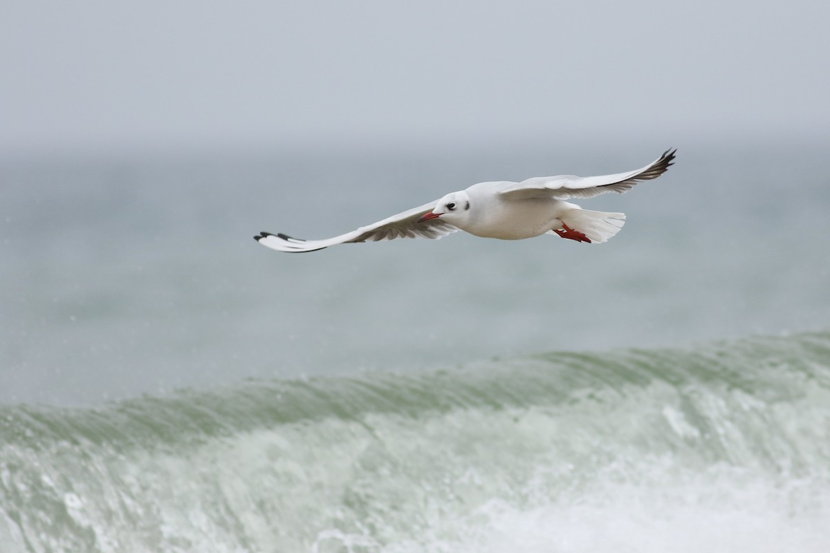 Black-headed Gull - Jonathan Eckerson