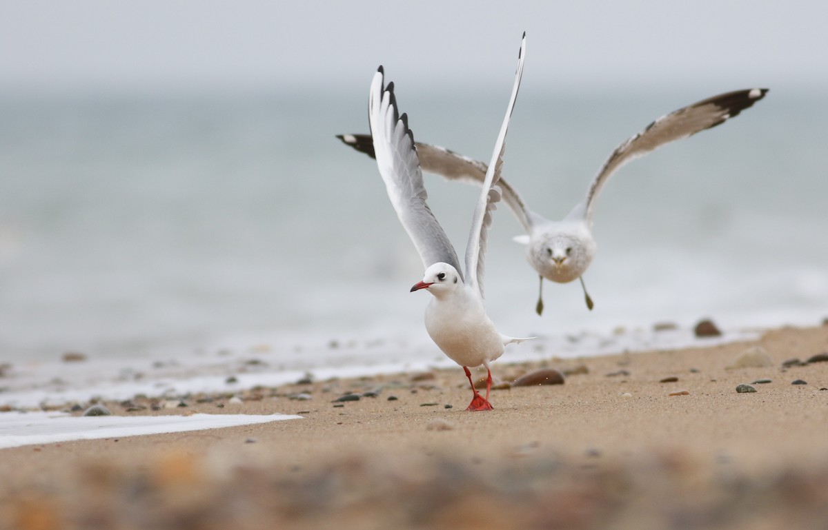 Black-headed Gull - ML46264771