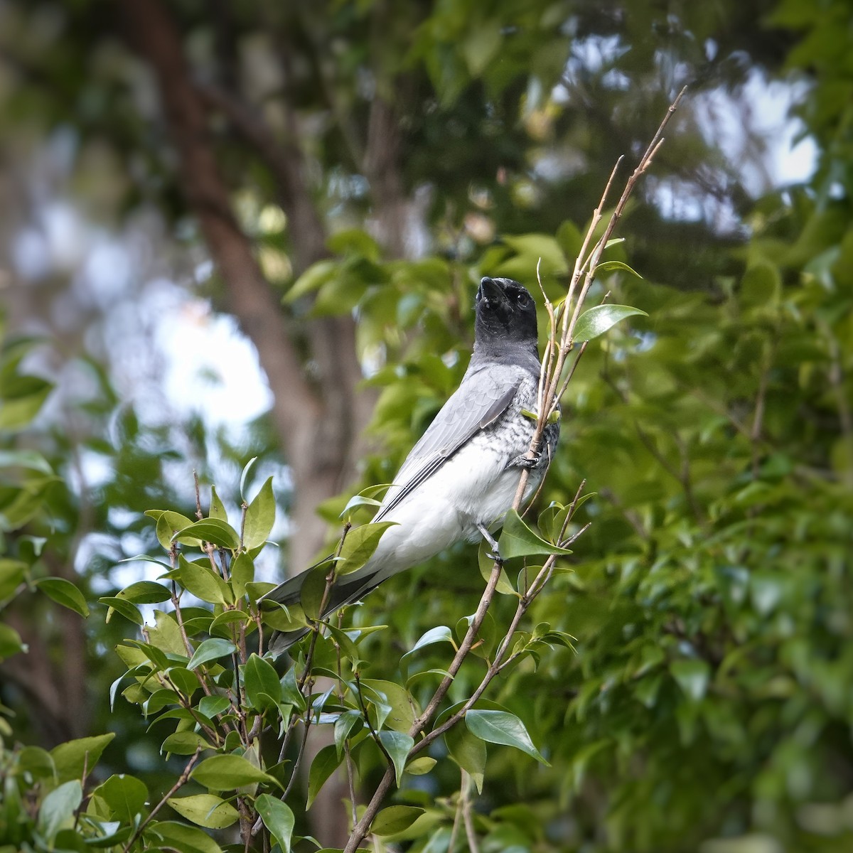 White-bellied Cuckooshrike - ML462647811