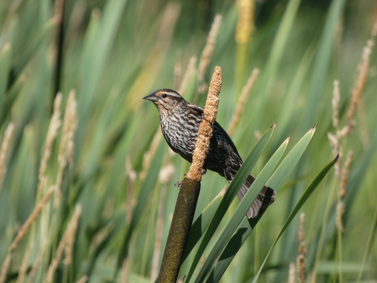 Red-winged Blackbird - ML462647841