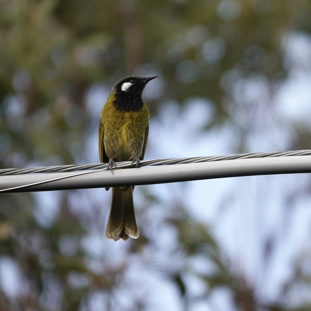 White-eared Honeyeater - ML462647871
