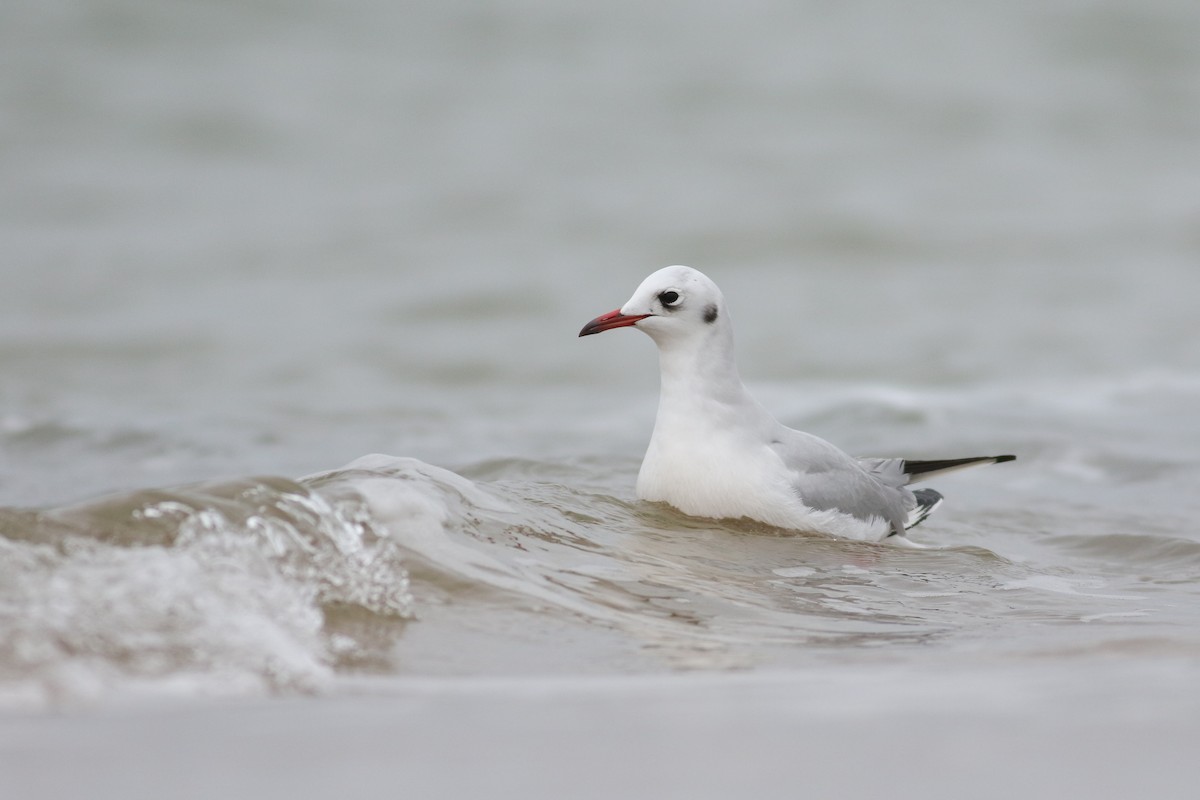 Black-headed Gull - ML46264791