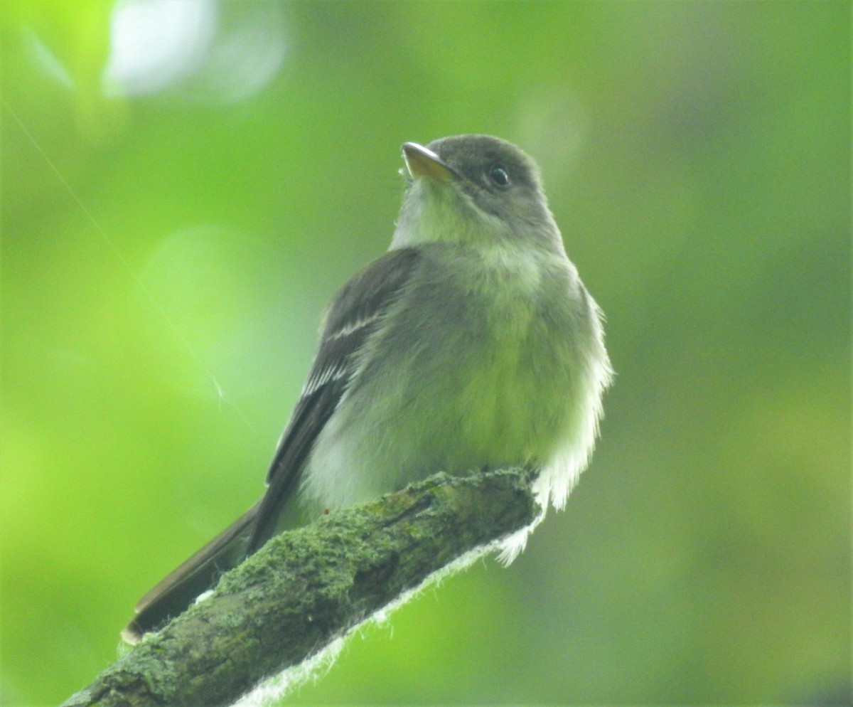 Eastern Wood-Pewee - Bruce Hoover