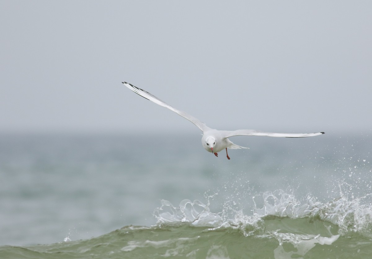 Black-headed Gull - ML46264811