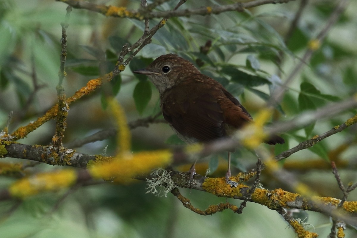 Common Nightingale - ML462648201