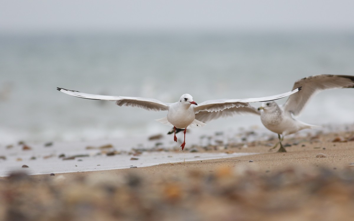 Black-headed Gull - ML46264821