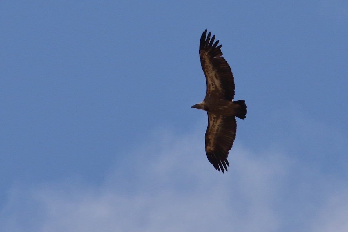 Eurasian Griffon - ML462648551