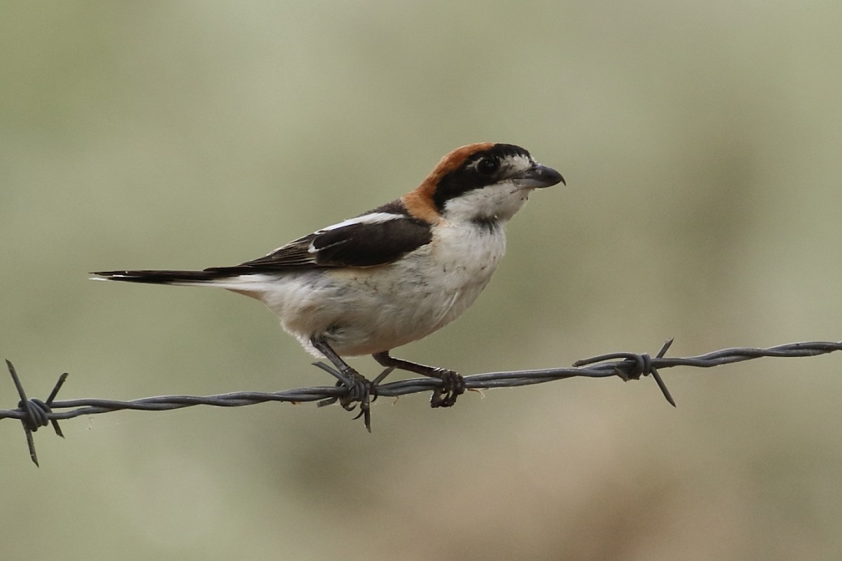 Woodchat Shrike - ML462648651