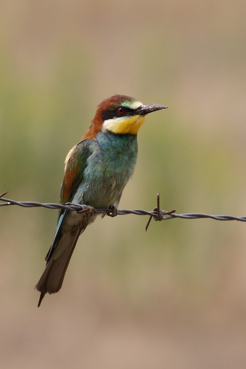European Bee-eater - ML462648701