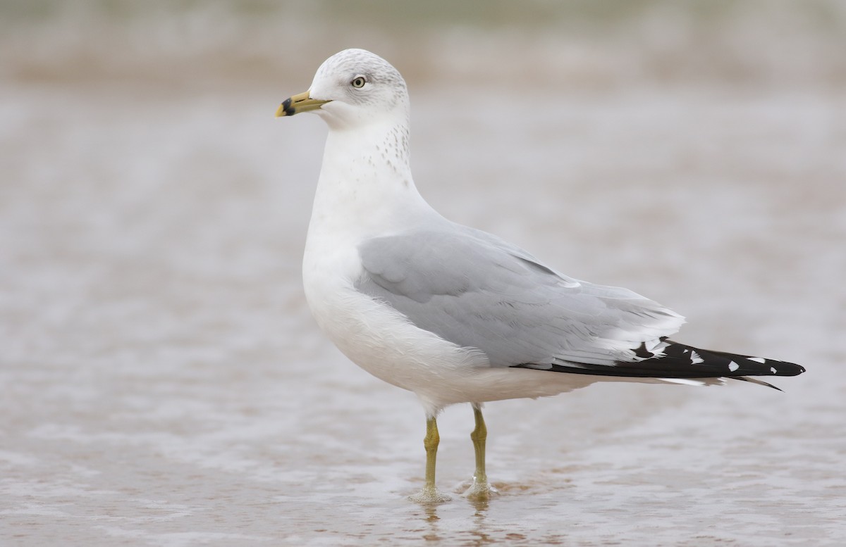 Ring-billed Gull - ML46264881