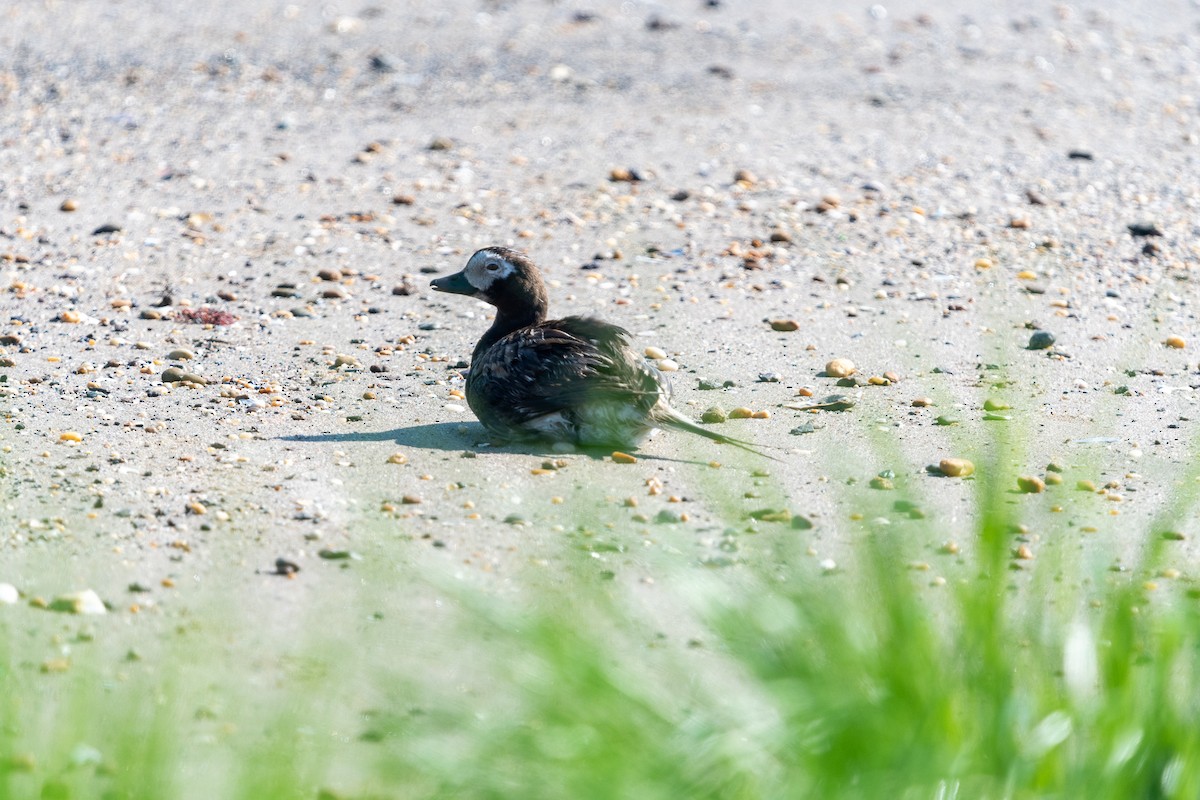 Long-tailed Duck - Cory Kampf