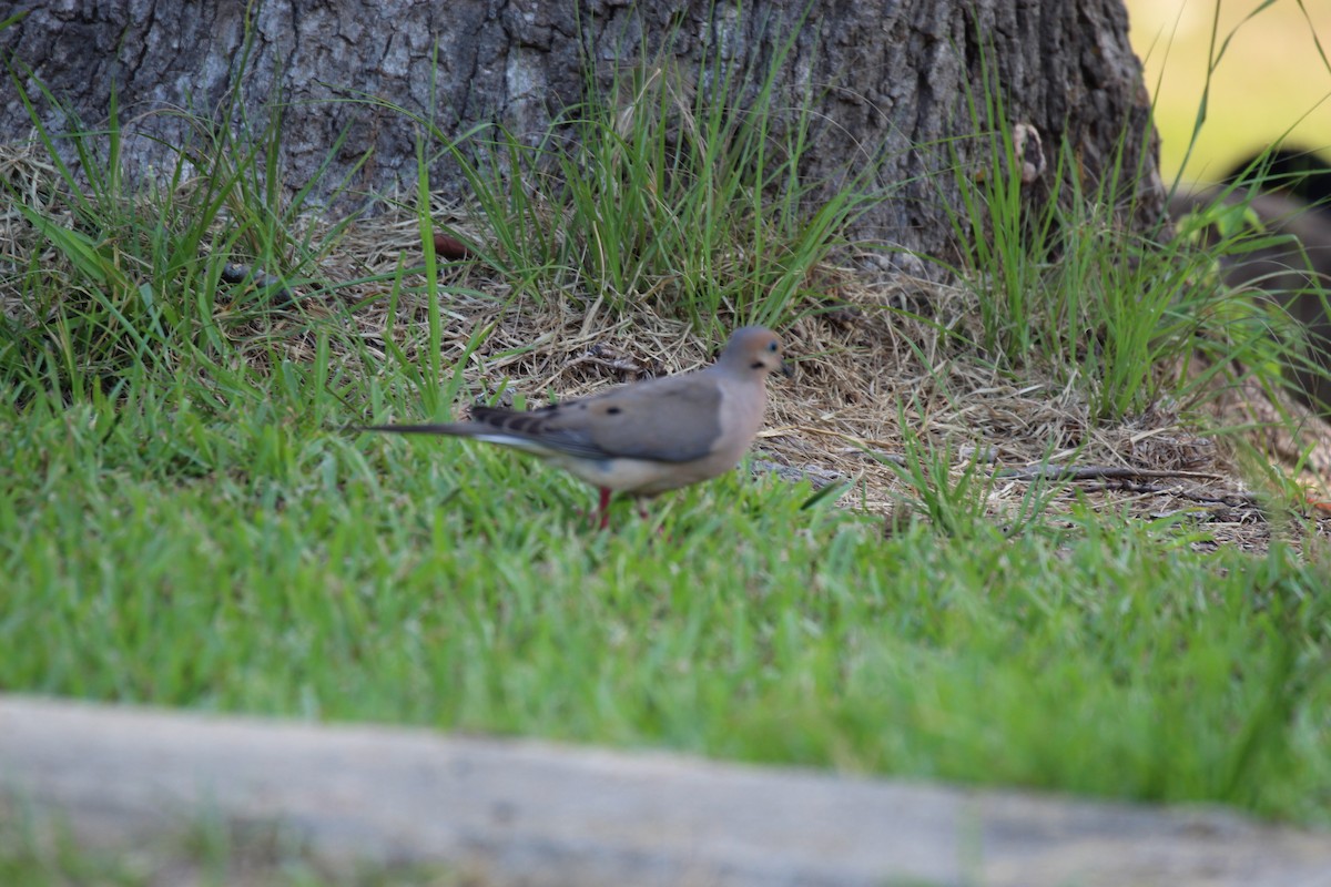 Mourning Dove - ML462648891