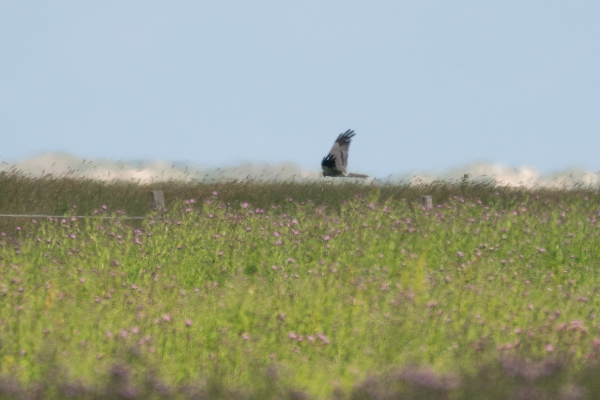 Montagu's Harrier - ML462648941