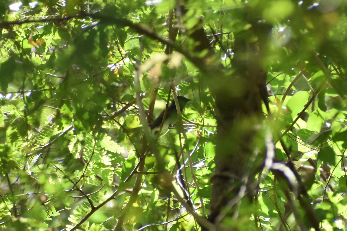 Black-naped Monarch - ML462649261