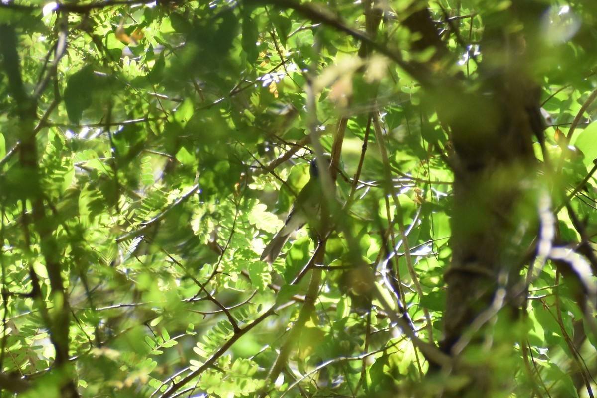 Black-naped Monarch - ML462649271