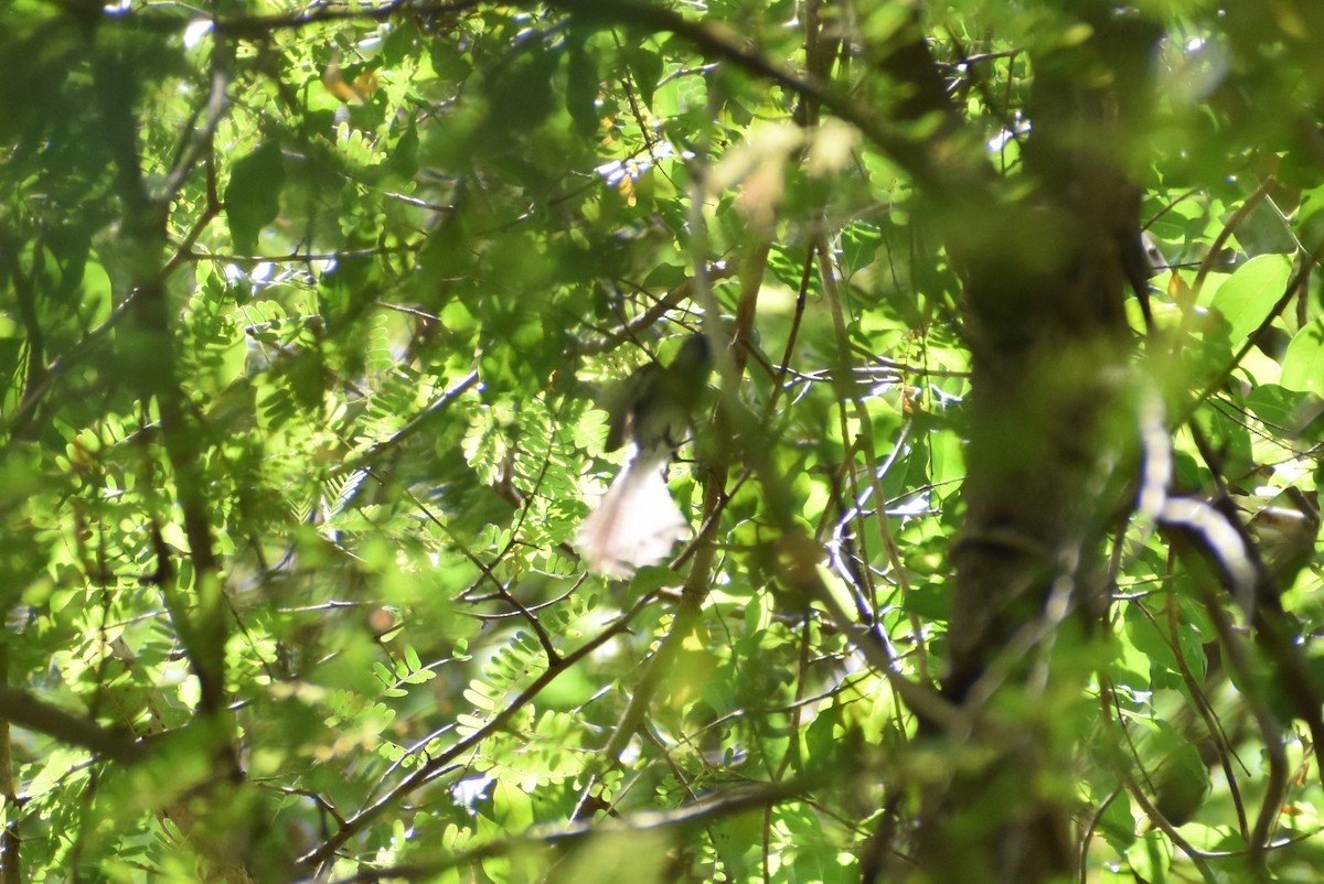 Black-naped Monarch - ML462649281