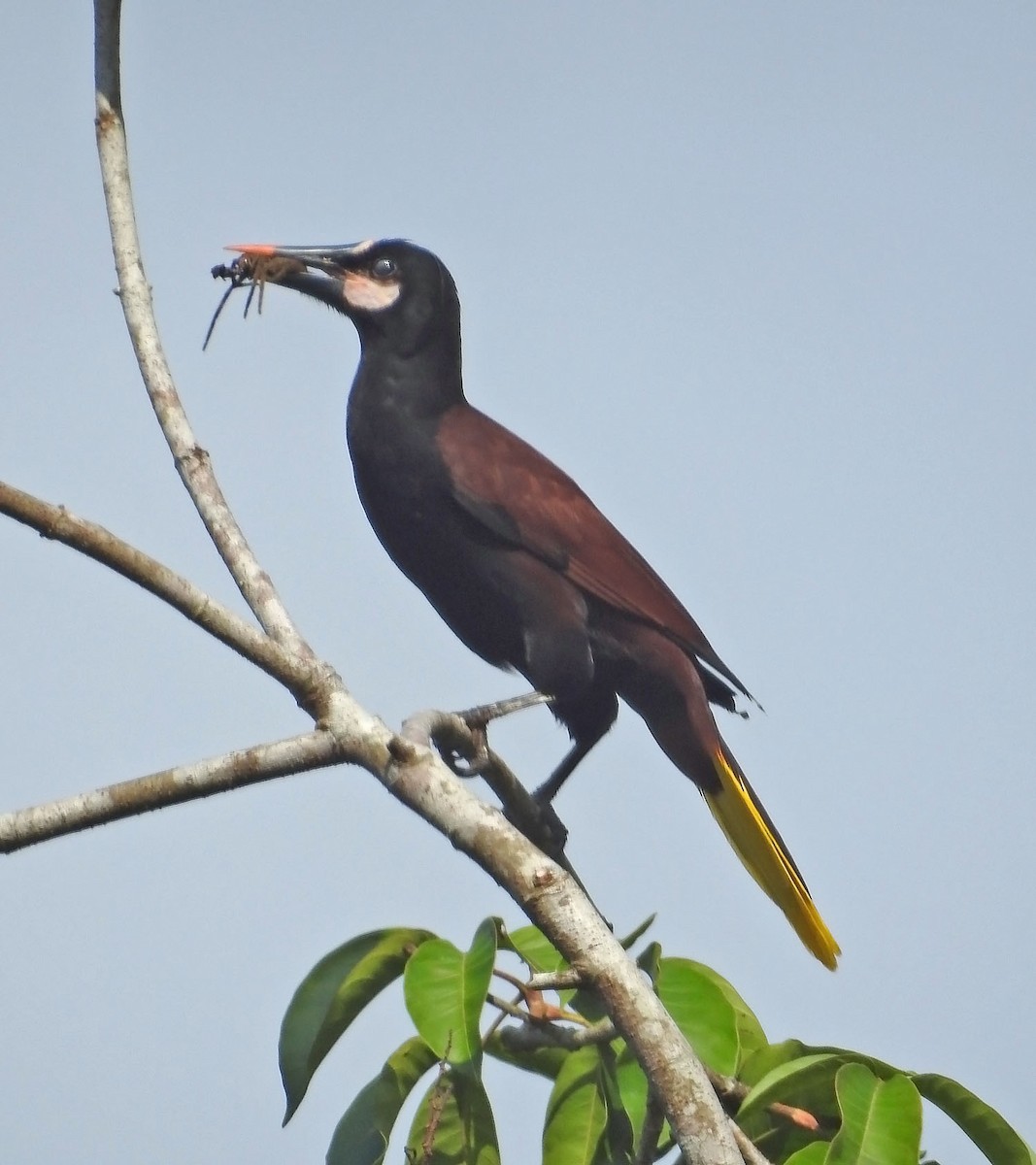 Baudo Oropendola - ML462650041