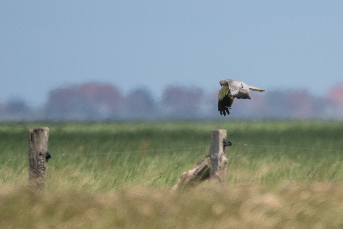 Montagu's Harrier - Carsten Stiller