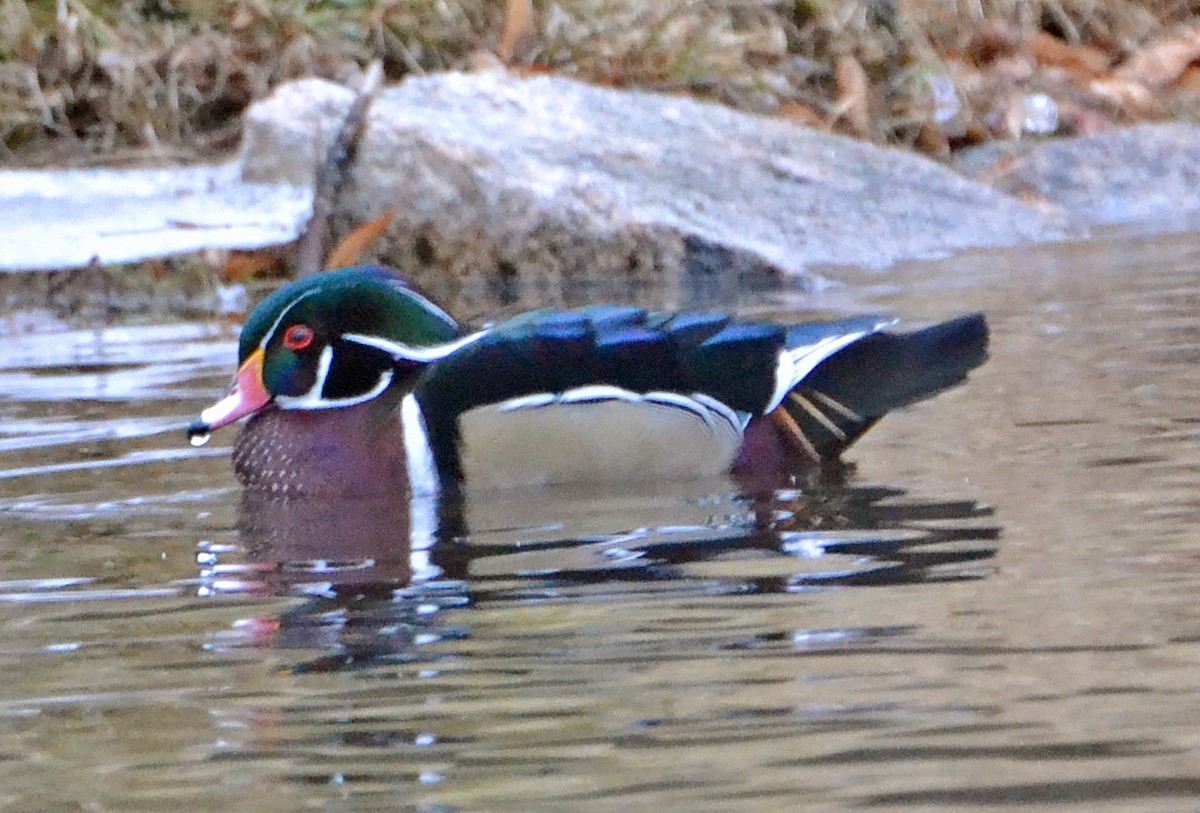 Wood Duck - ML46265051