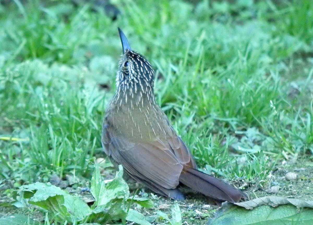 Planalto Woodcreeper - Klaus Lachenmaier