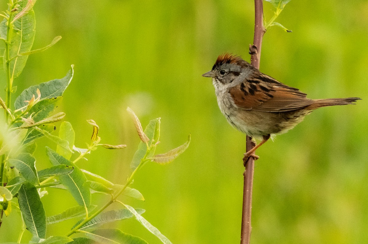 Swamp Sparrow - ML462651281