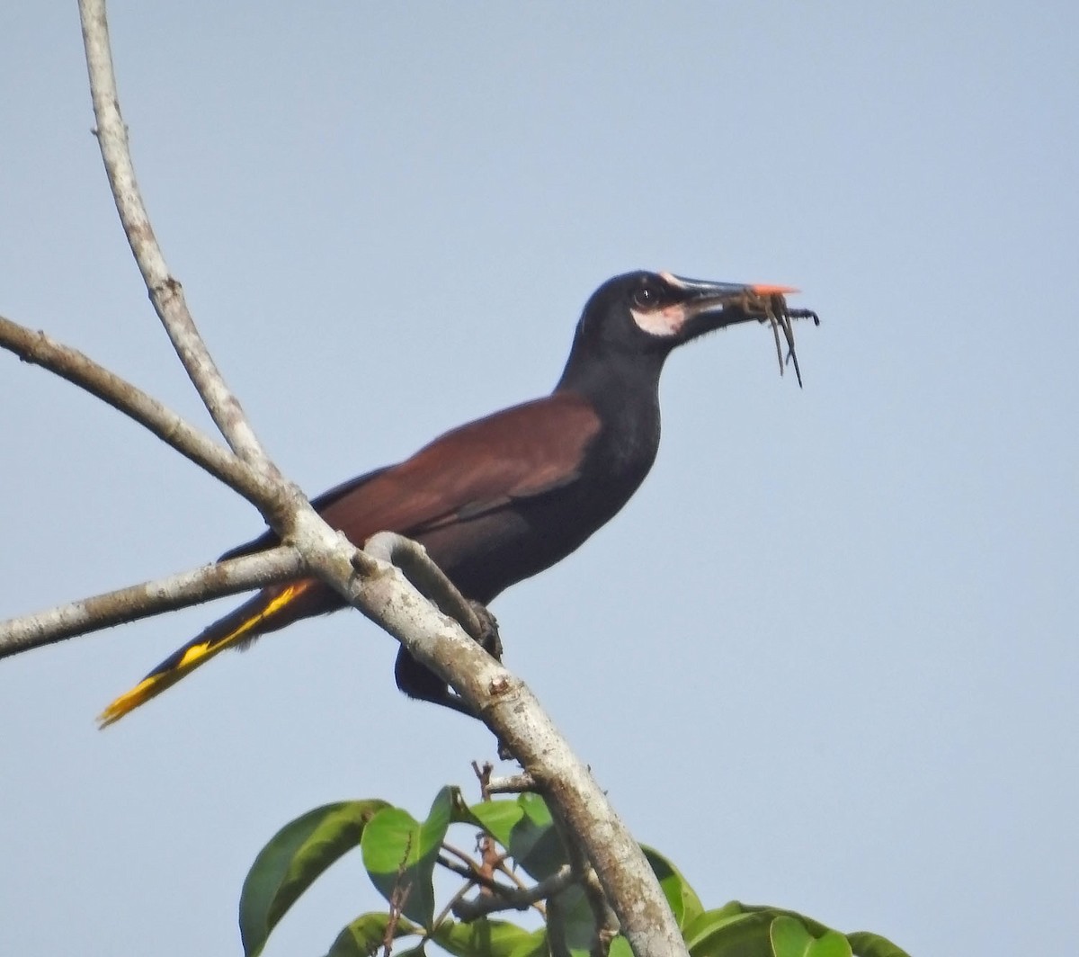 Baudo Oropendola - ML462651351