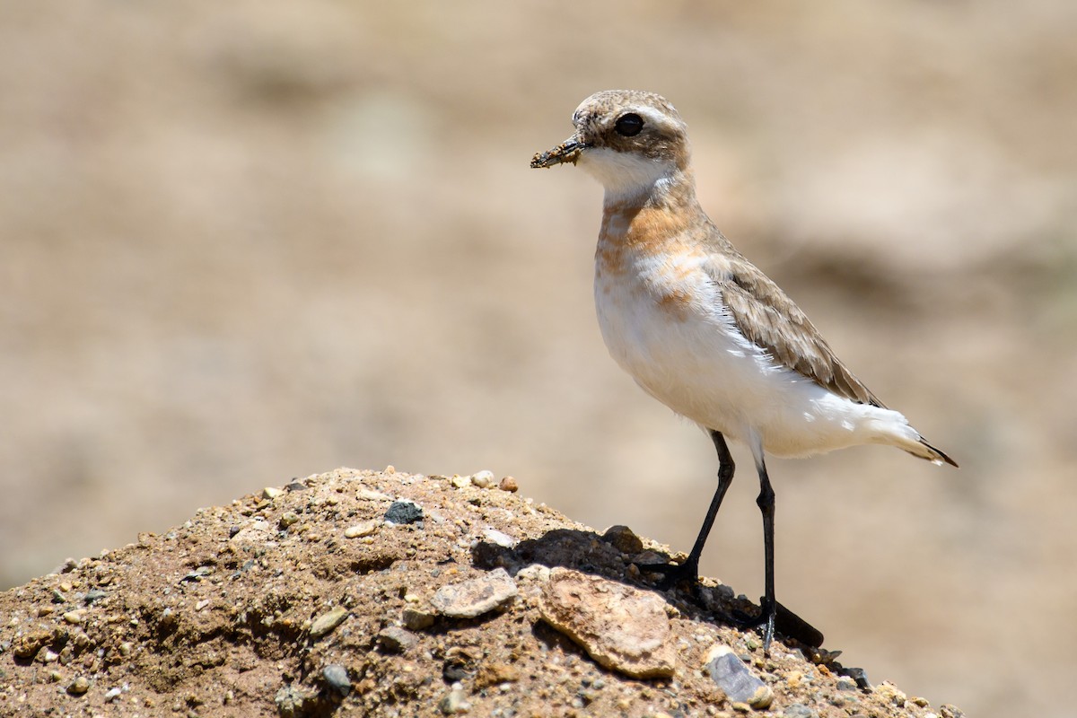 Tibetan Sand-Plover - ML462651911