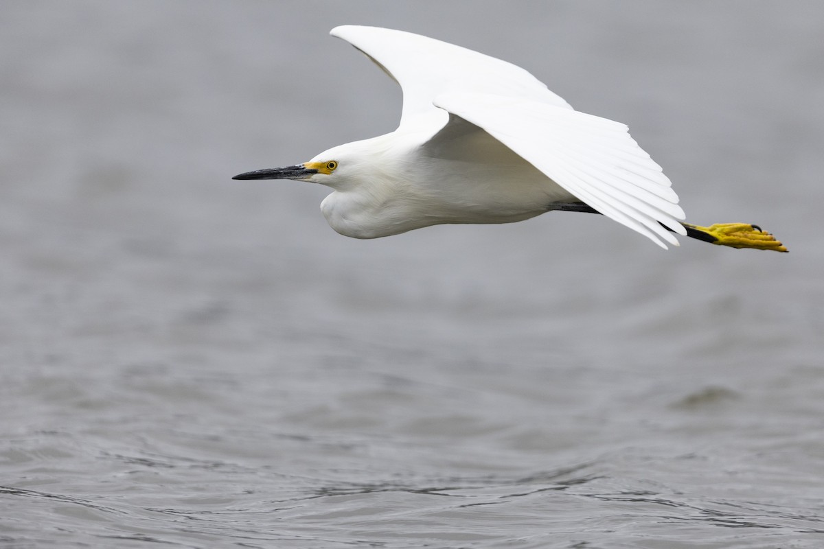 Snowy Egret - ML462652031