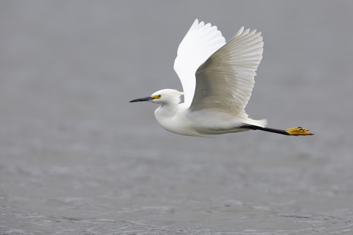 Snowy Egret - ML462652051