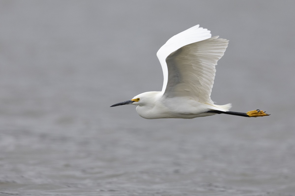 Snowy Egret - ML462652061