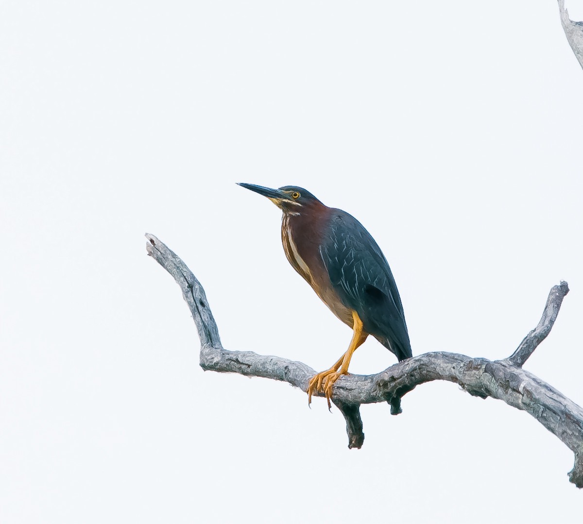 Green Heron - Levi Charles