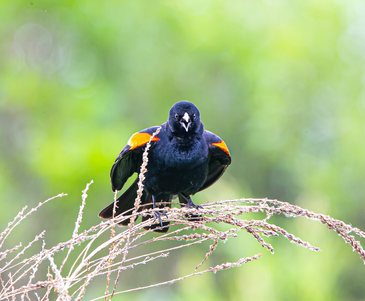 Red-winged Blackbird - ML462653721